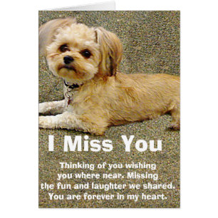 My Buddy_