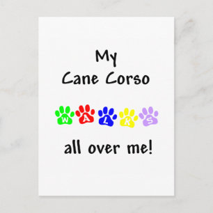 My Cane Corso Walks All over Me Postcard