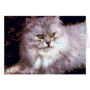 My cat