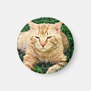 My Cat Rudy Magnet
