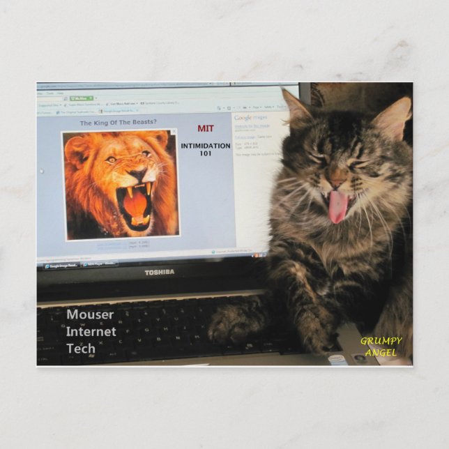 My Cat studies at MIT Mouser Internet Tech Postcard (Front)