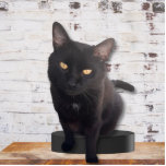 My Cute Cat Photo Sculpture<br><div class="desc">Take your cat anywhere you have to spend time without her/him. This charming mounted cut out literally stands out among regular flat photos.if you are a cat lover or know a cat lover, this is a sure fire winning gift. Whether for a memorial or a keepsake, show your pet love....</div>