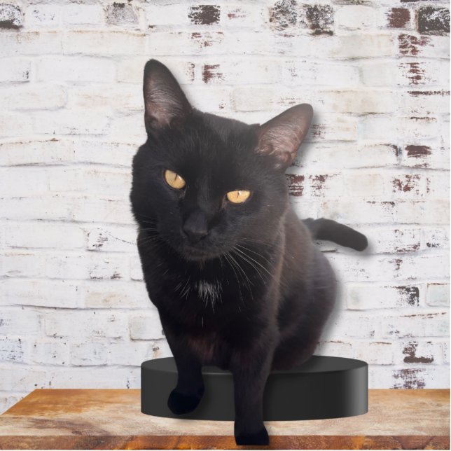 My Cute Cat Photo Sculpture  (Front)