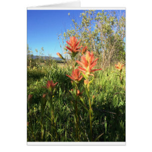 My Devils Paintbrush
