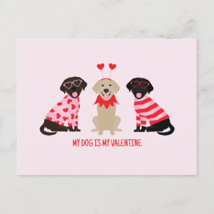 My Dog Is My Valentine Labrador Retriever Dogs Postcard
