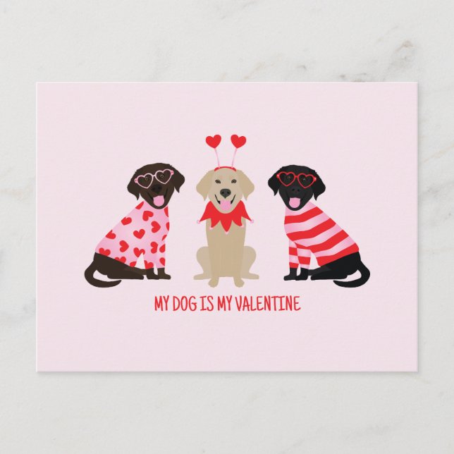 My Dog Is My Valentine Labrador Retriever Dogs Postcard (Front)