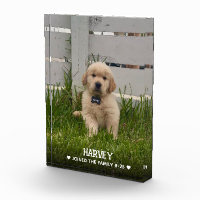 My Dog Photo