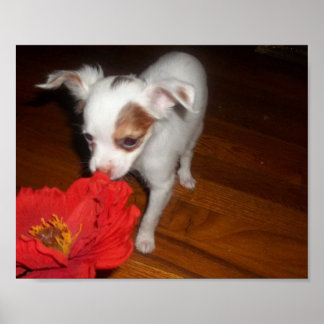 My Dog Poster