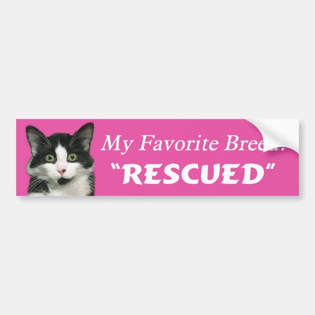 My Favourite Breed Cat Bumper Sticker (Front)