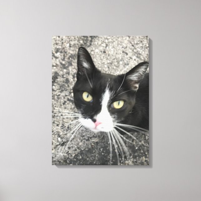 My former cat canvas print (Front)