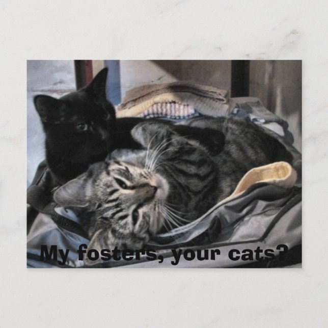 My fosters, your cats? postcard (Front)