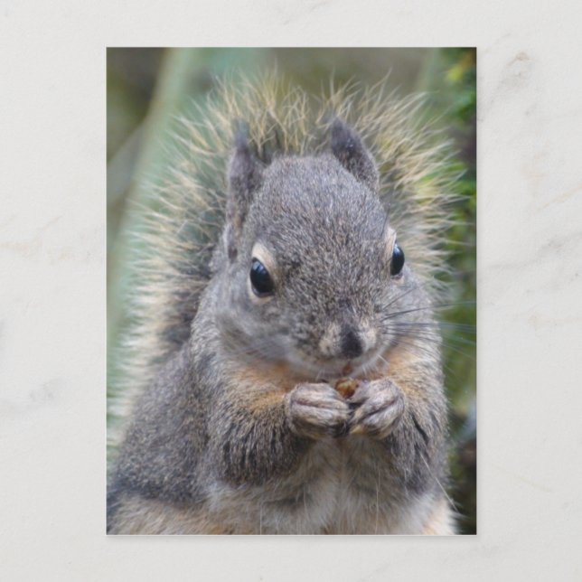 My Friend Fuzzy Postcard (Front)