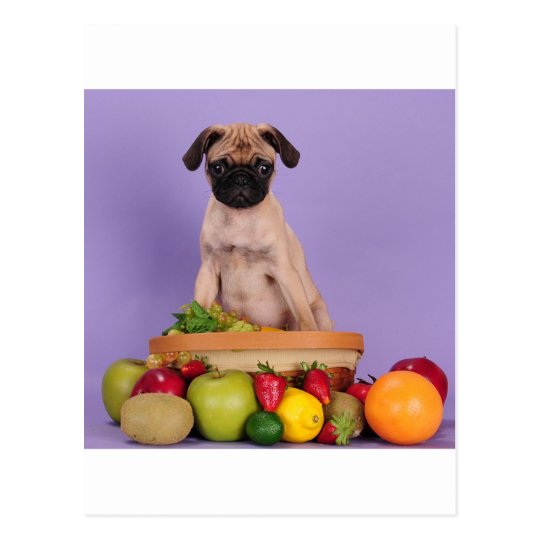 My fruit, back off! postcard
