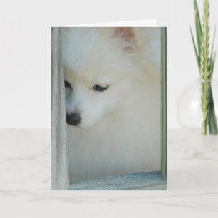 My Girl Pomeranian Greeting Card