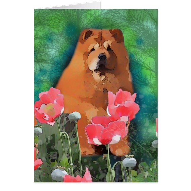 My Girl " Sassy the beautiful Chow" (Front)