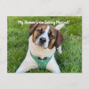 My Human's Are Getting Married Dog Photo Save The  Announcement Postcard