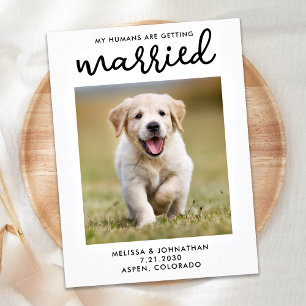 My Humans Are Getting Married Dog Save The Date Announcement Postcard