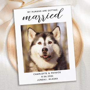 My Humans Are Getting Married Dog Save The Date Announcement Postcard