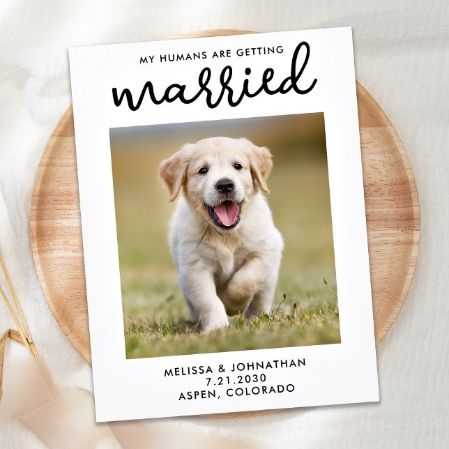 My Humans Are Getting Married Dog Save The Date Announcement Postcard (Creator Uploaded)