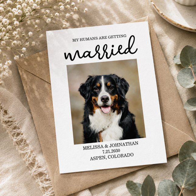 My Humans Are Getting Married | Dog Save the Date  Postcard (My Humans Are Getting Married | Dog Save the Date Postcard)