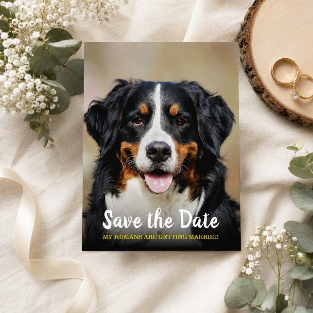 My Humans Are Getting Married | Dog Save the Date  Postcard (My Humans Are Getting Married | Dog Save the Date Postcard)