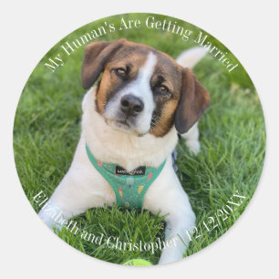My Human's Are Getting Married Engagement Photo  Classic Round Sticker