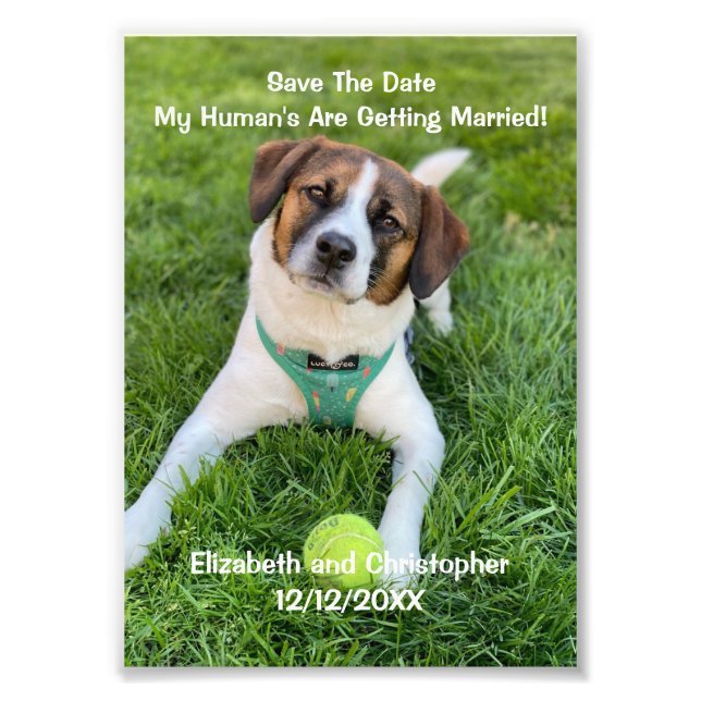My Human's Are Getting Married Engagement Photo  Print (Front)