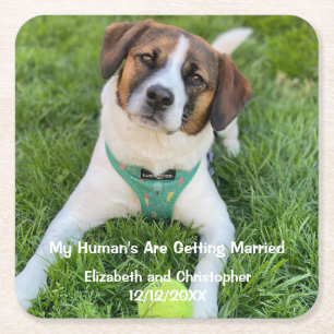 My Human's Are Getting Married Engagement Photo  Square Paper Coaster