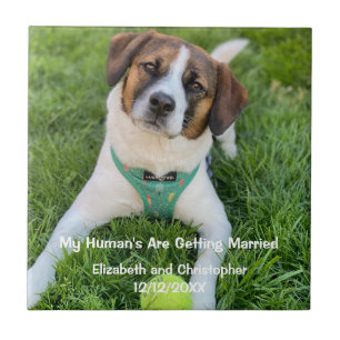 My Human's Are Getting Married Engagement Photo  Tile