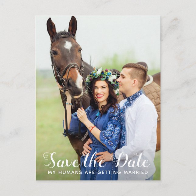 My Humans Are Getting Married Horse Save The Date Announcement Postcard (Front)