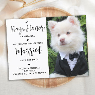 My Humans Are Getting Married- Modern Dog Wedding Announcement Postcard