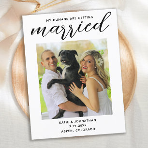 My Humans Are Getting Married- Simple Dog Wedding Announcement Postcard