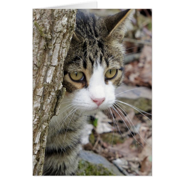 My Hunting Cat (Front)