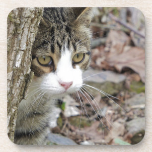 My Hunting Cat Coaster