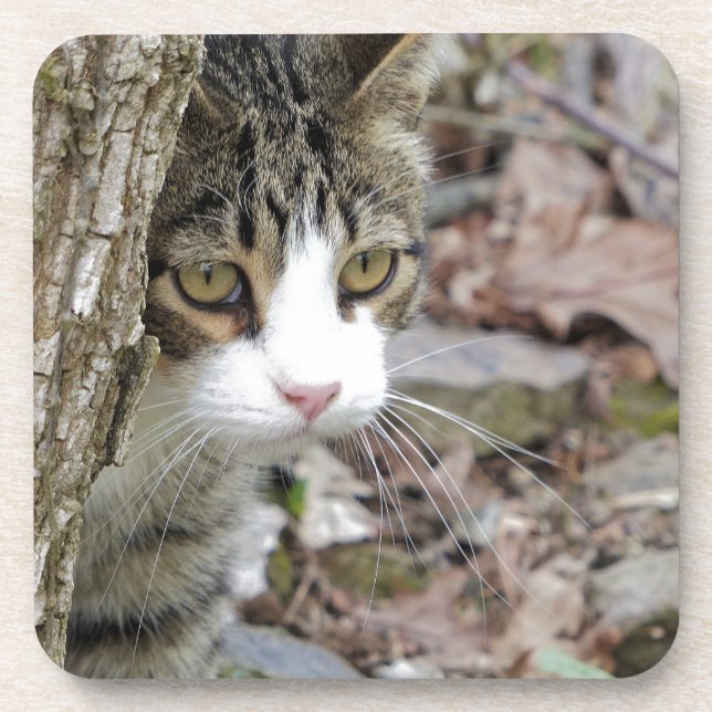 My Hunting Cat Coaster (Front)