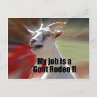 My Job is a Goat Rodeo Goat Photography