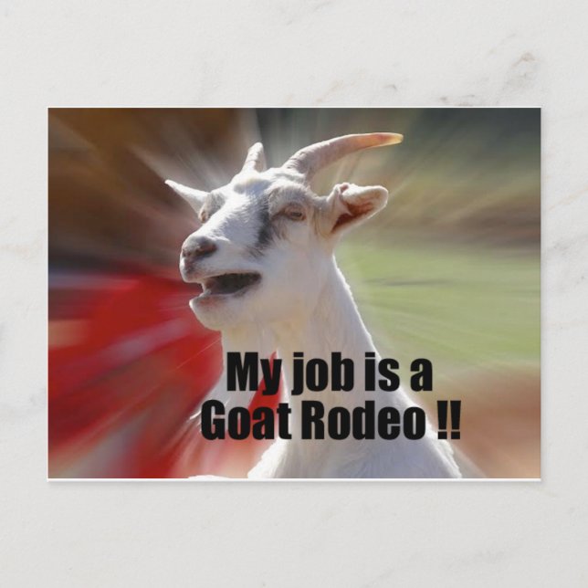 My Job is a Goat Rodeo Goat Photography Postcard (Front)