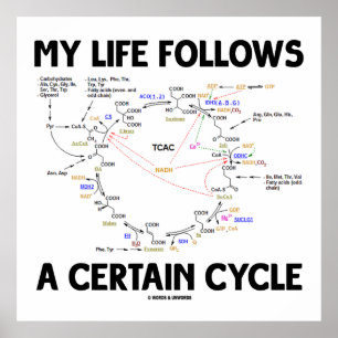 My Life Follows A Certain Cycle (Krebs Cycle) Poster