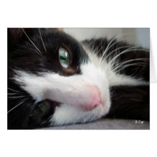 My Life is Hard, S Cyr