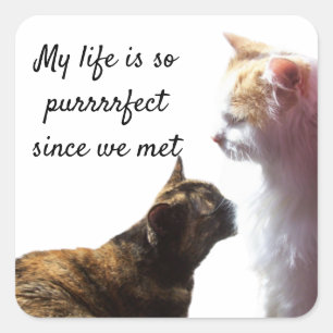 My Life is Purrfect Photo of Two Cats Square Sticker