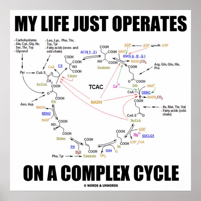 My Life Just Operates On A Complex Cycle (Krebs) Poster (Front)