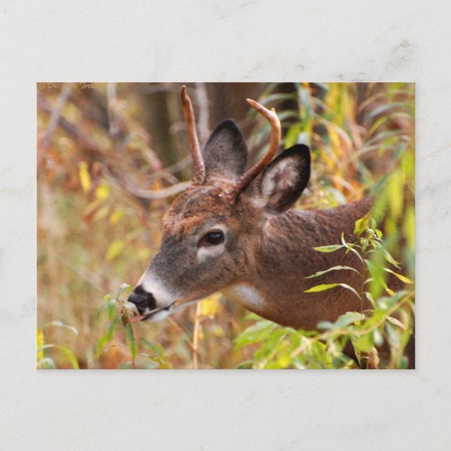 My little tongue, Caught! Postcard (Front)