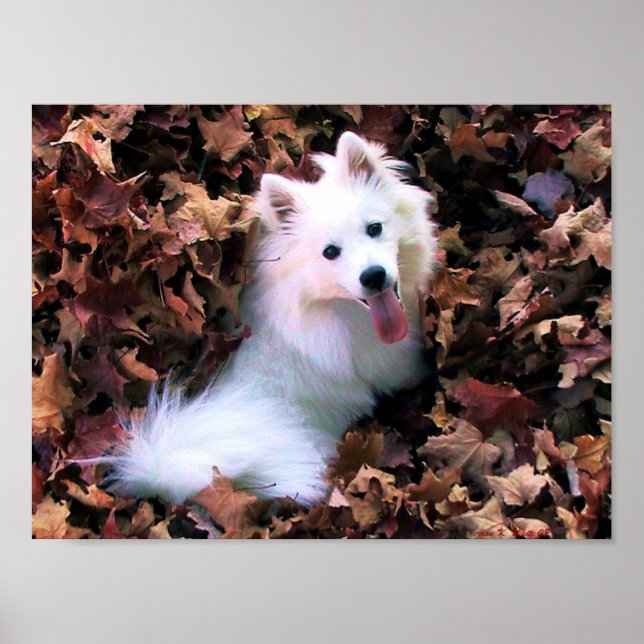 My Mini American Eskimo Poster (Front)