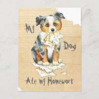 My Mini American Shepherd Ate My Homework