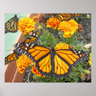 My Monarch Butterflies-poster Poster