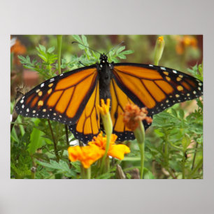 My Monarch Butterfly-poster Poster