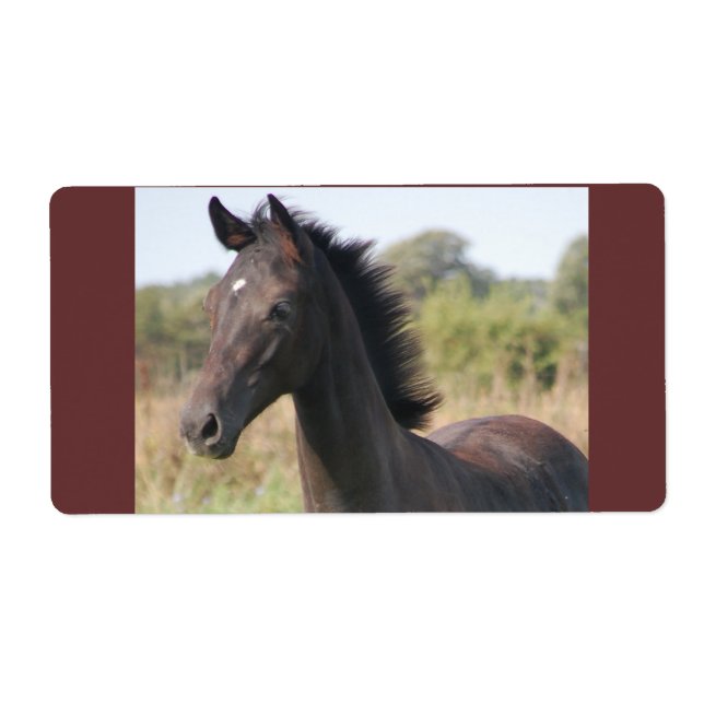My New Pony (Front)