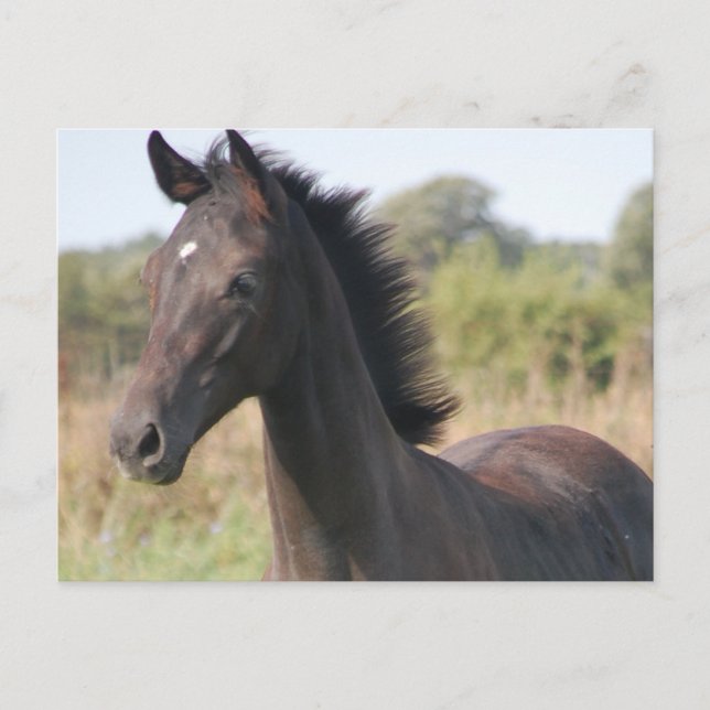 My New Pony Postcard (Front)
