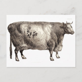 My Pet Bovine (Bull or Cow) Postcard