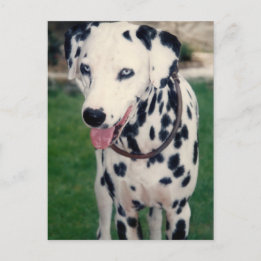 My Pet Friend Custom Photo Postcard